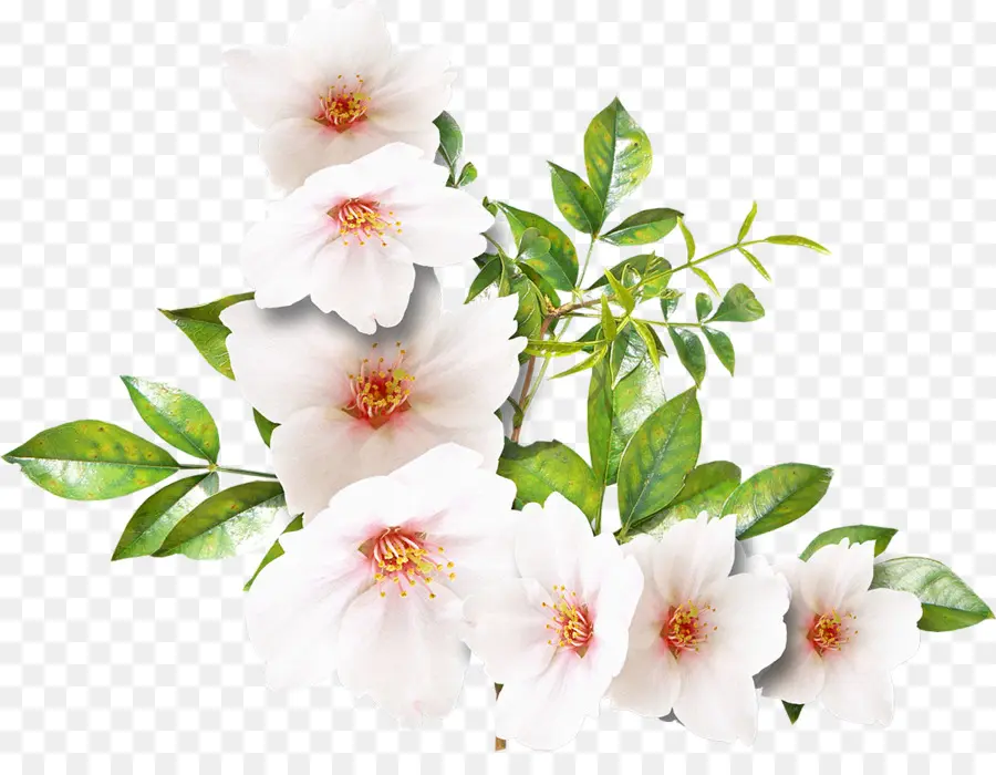 Flor，Branco PNG