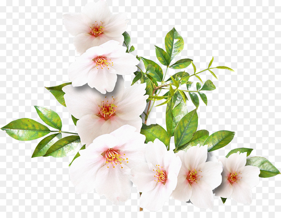 Flor, Branco, Flores De Corte png transparente grátis