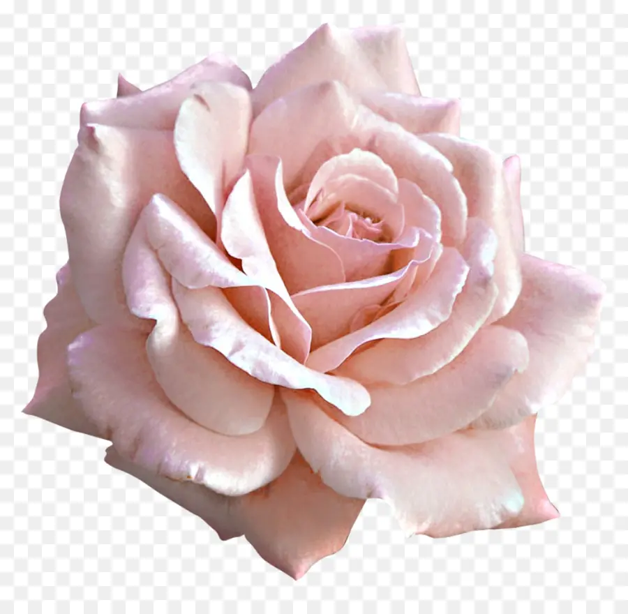 Luz，Rosa PNG