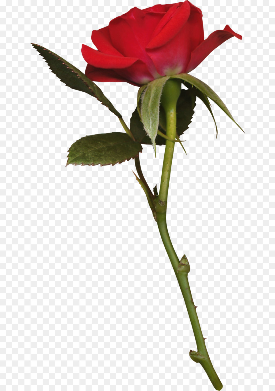 Rosa Rosa，Florescer PNG