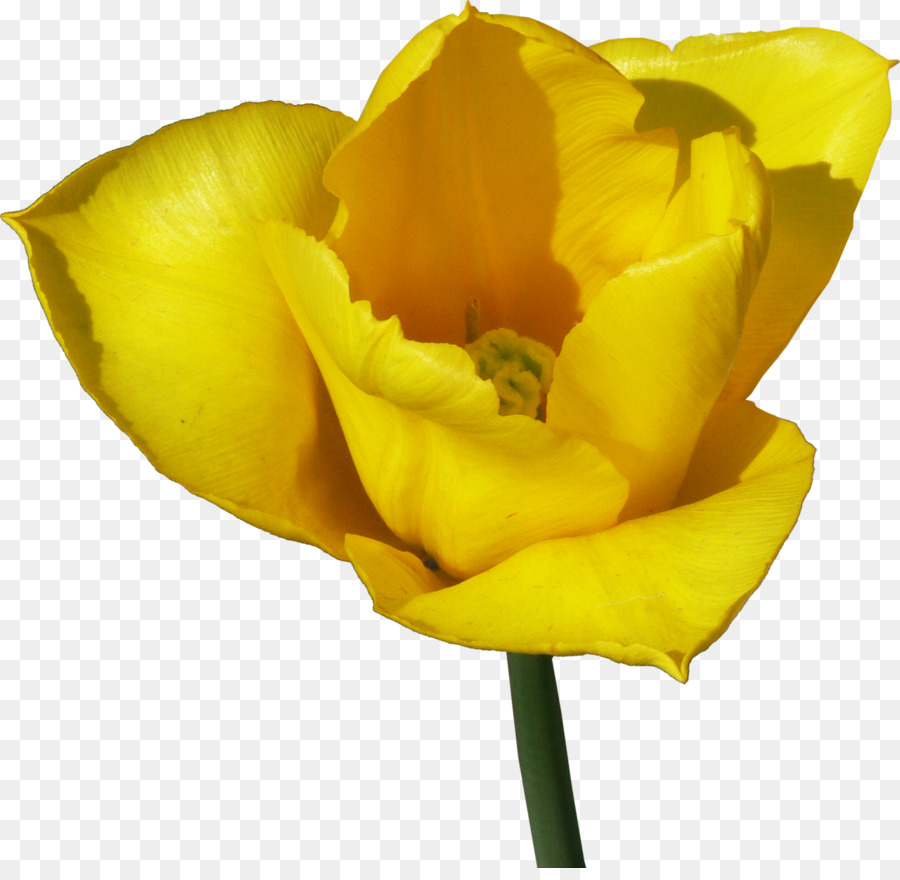 Tulip，Flor PNG