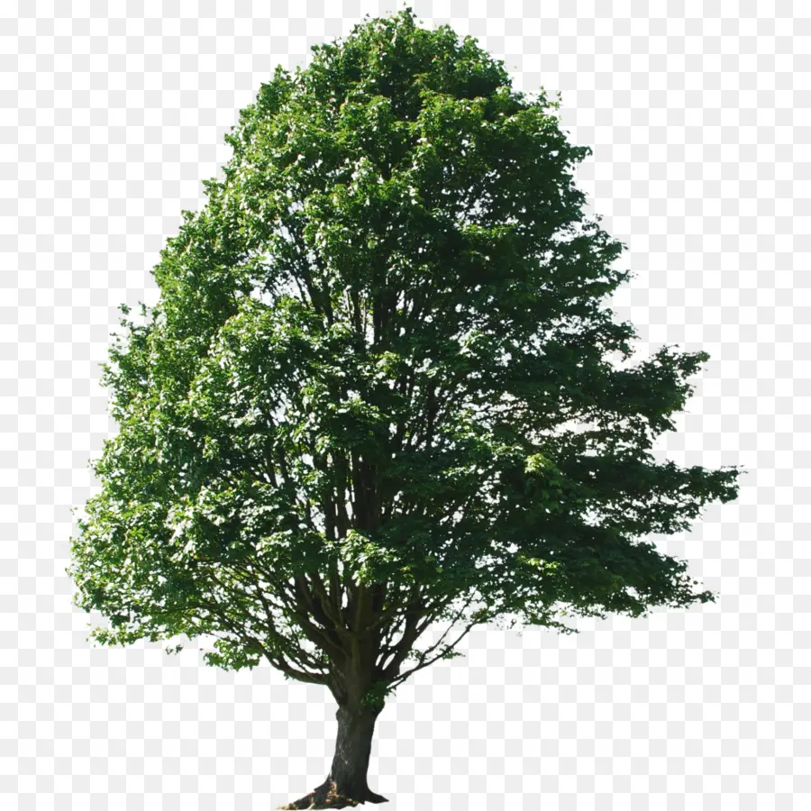 Alnus Glutinosa，árvore PNG