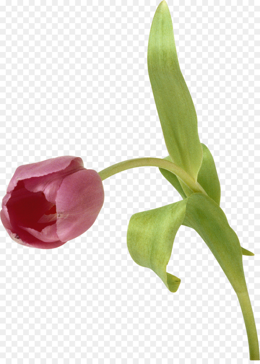 Tulipa，Plantar PNG