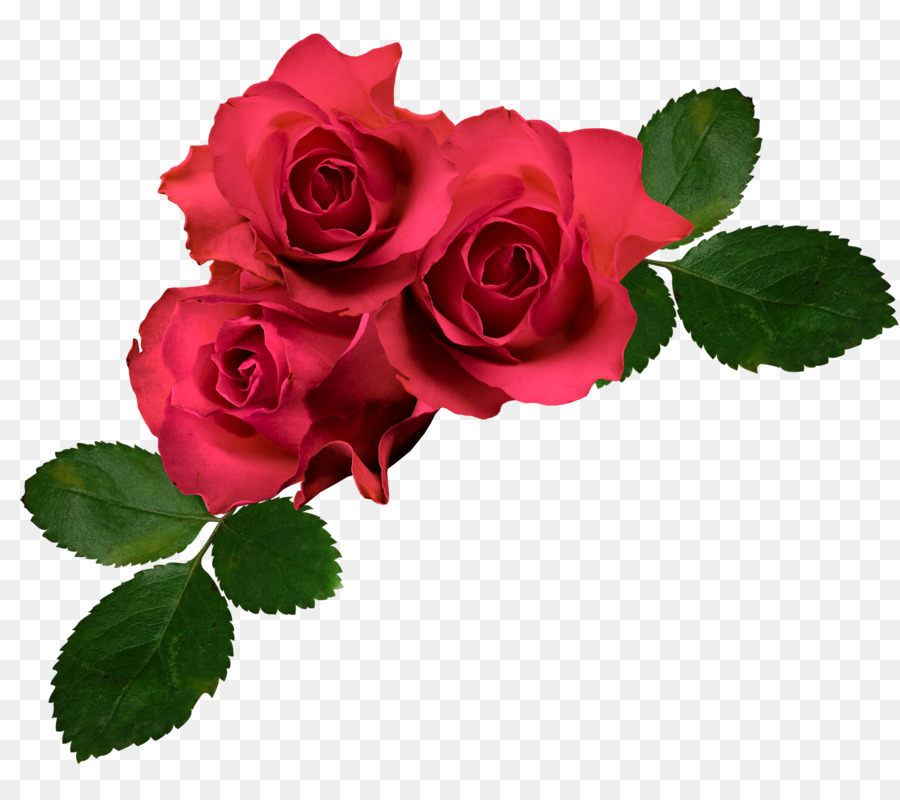 Rosas，Florescer PNG