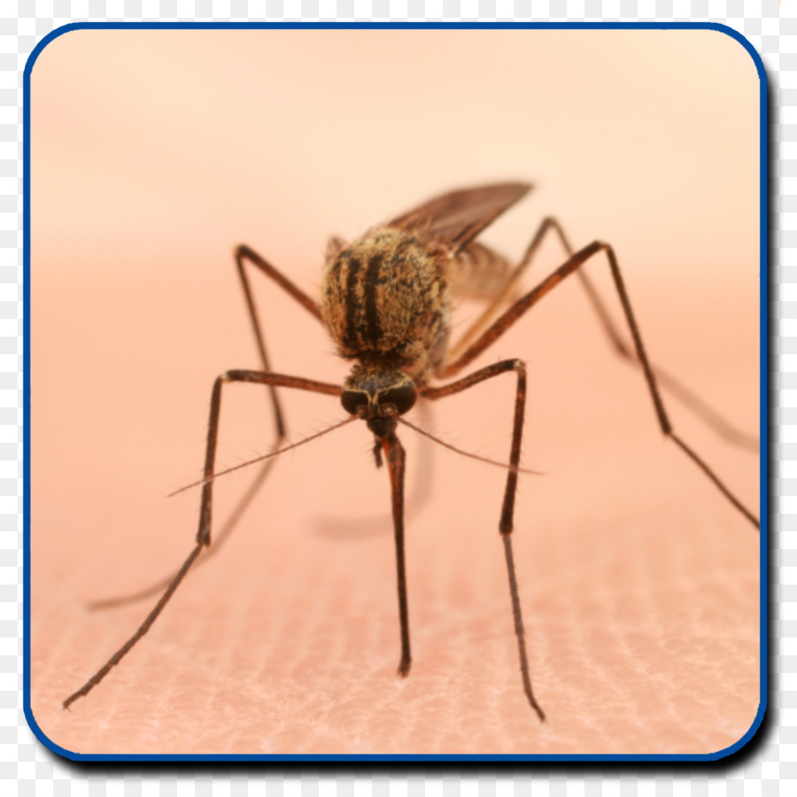 Mosquito，Morder PNG