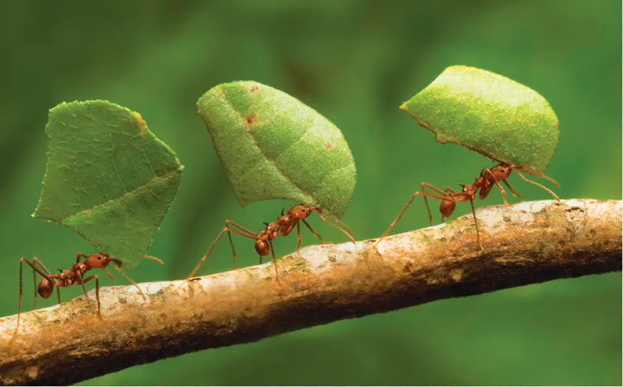 Formigas Cortadeiras，Folha PNG