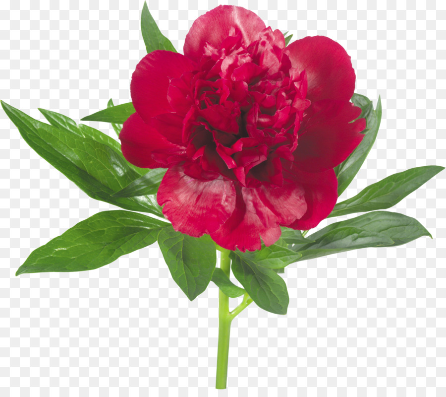 Flores Rosa E Vermelhas，Florescer PNG