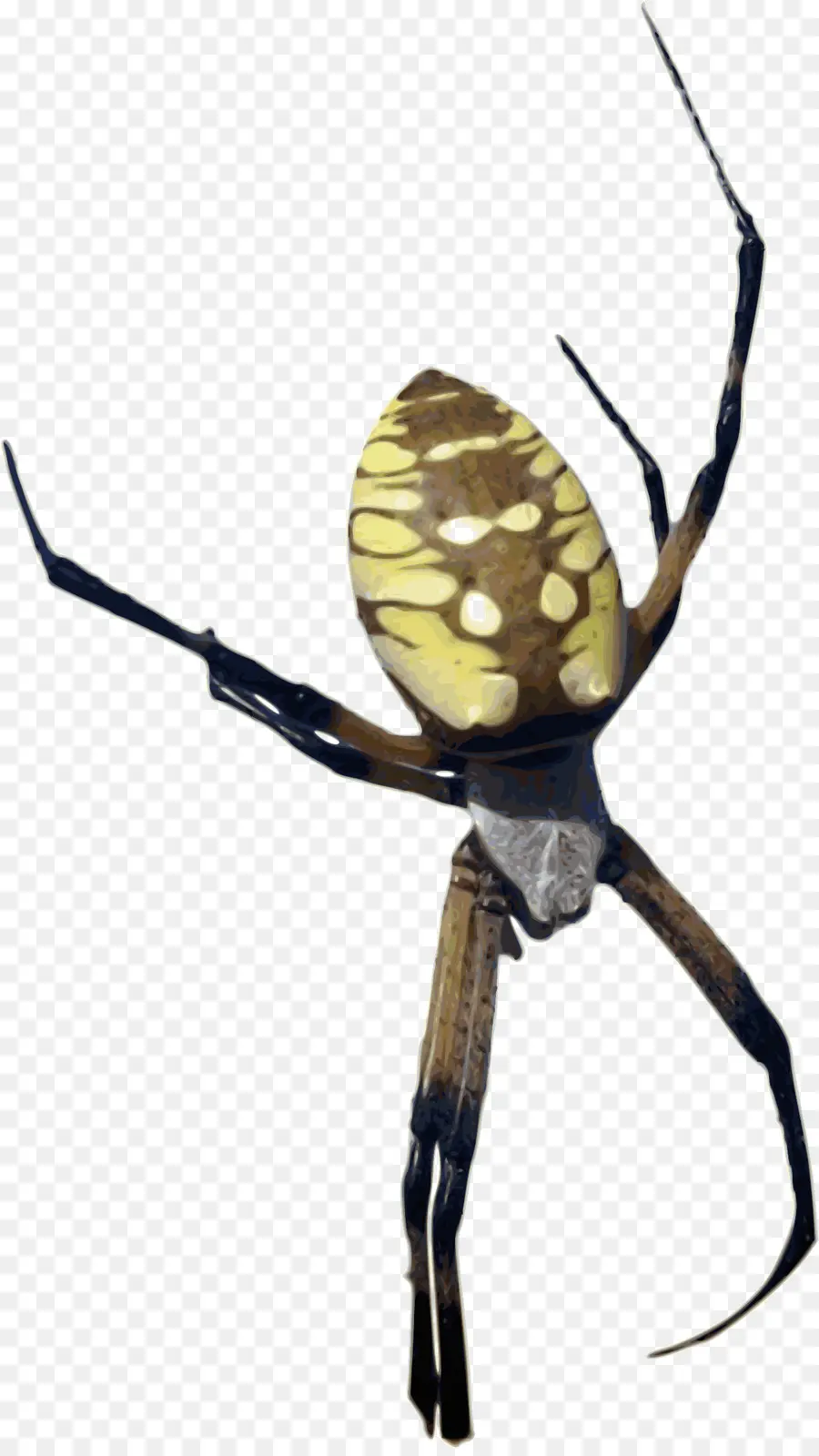 Aranha，Eu Adoro Aranhas PNG
