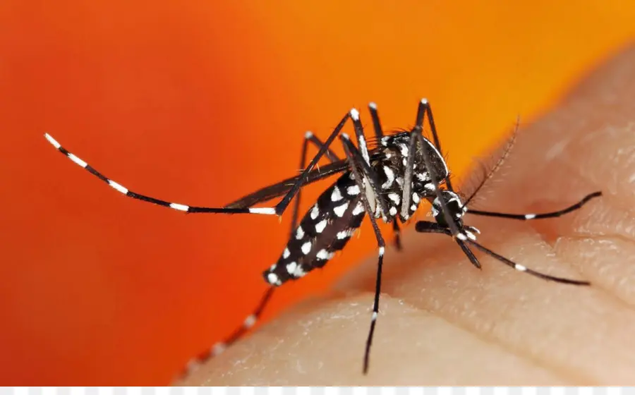 Mosquito，A Infecção Pelo Vírus Chikungunya PNG