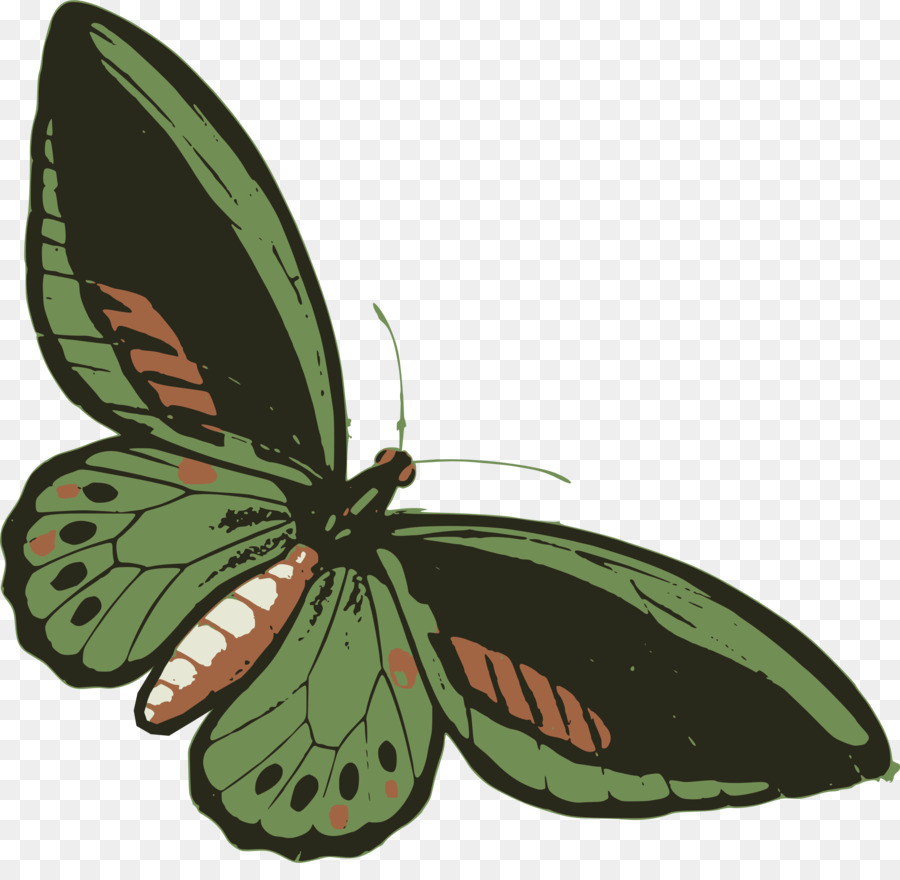 Borboleta，Flor PNG