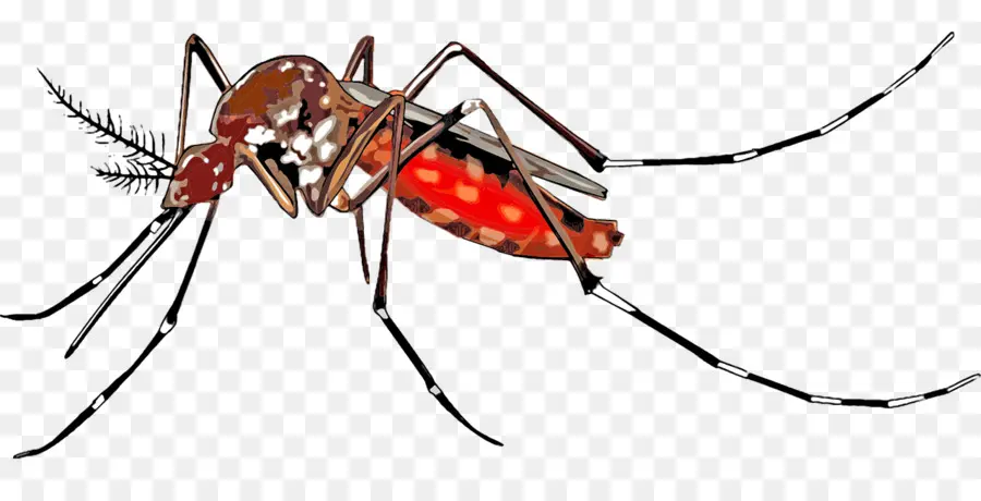 A Febre Amarela Mosquito，Aedes Albopictus PNG