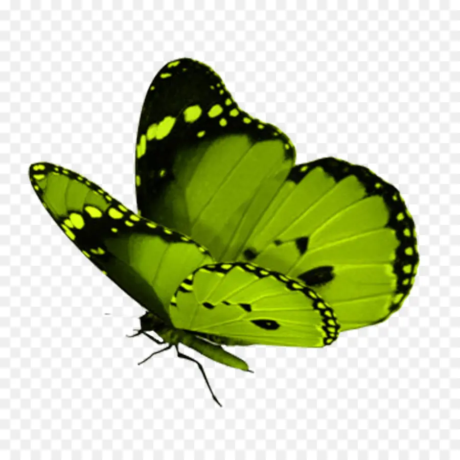 Borboleta，Verde PNG