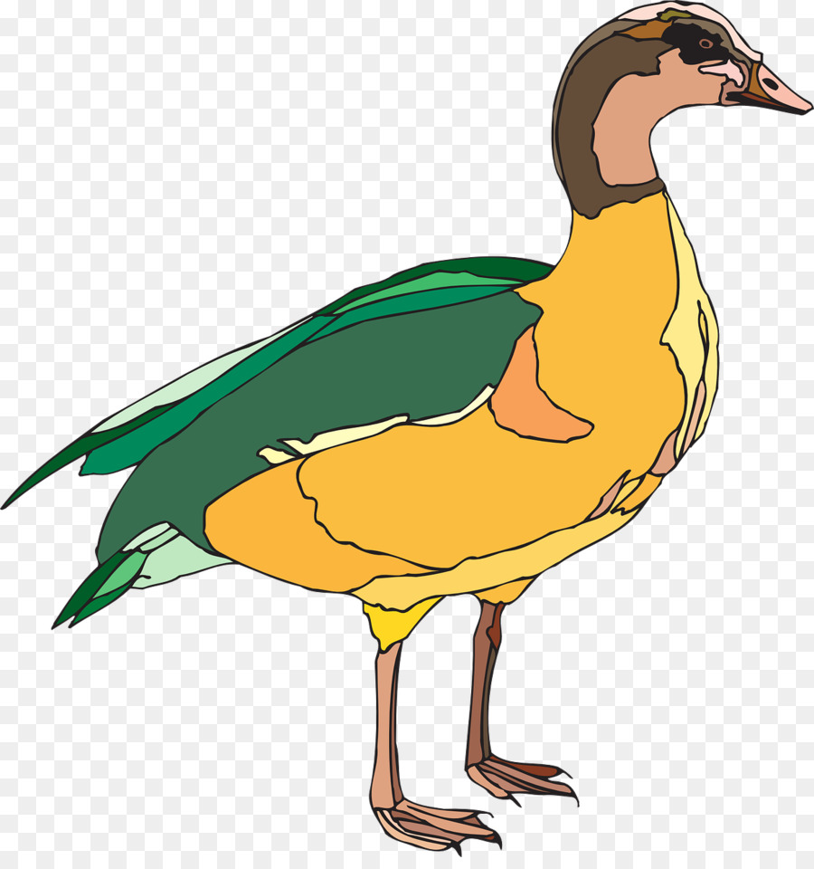 Pato，Aves PNG