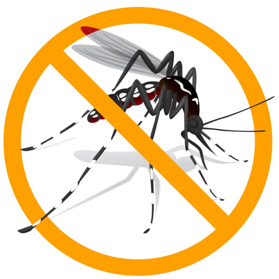 A Febre Amarela Mosquito，Aedes Albopictus PNG