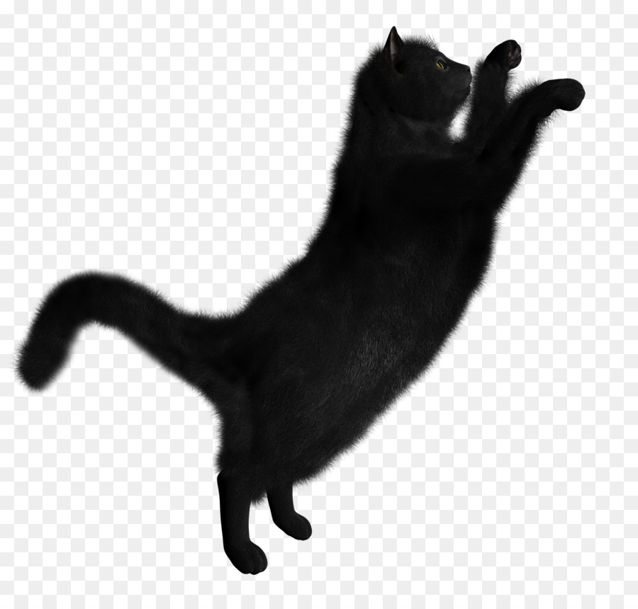 Gato，Gatinho PNG