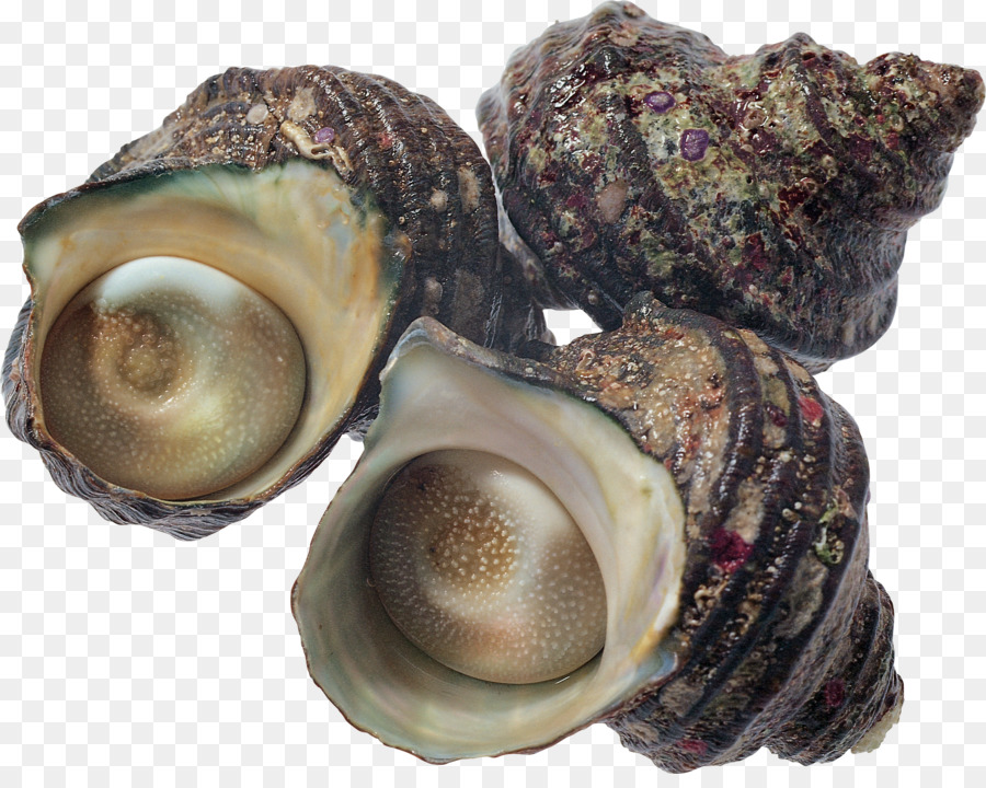 Caracóis Marinhos，Caramujos PNG