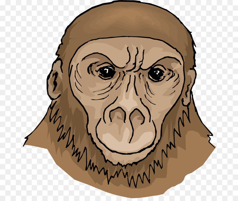 Ape，Gorila PNG