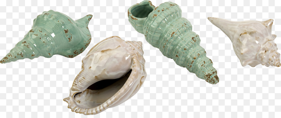 Seashell，Mar PNG