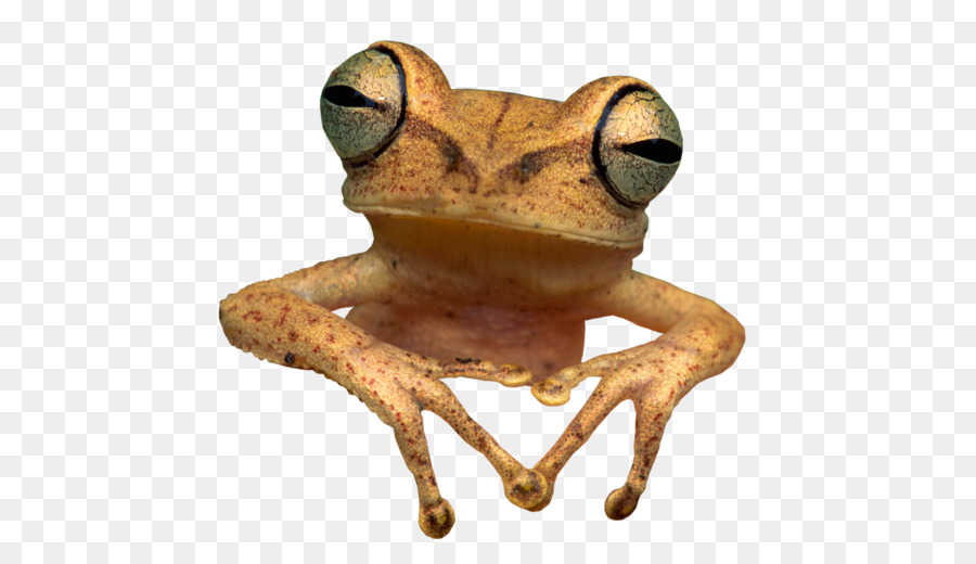 Sapo De Olhos Vermelhos，Sapo De árvore PNG