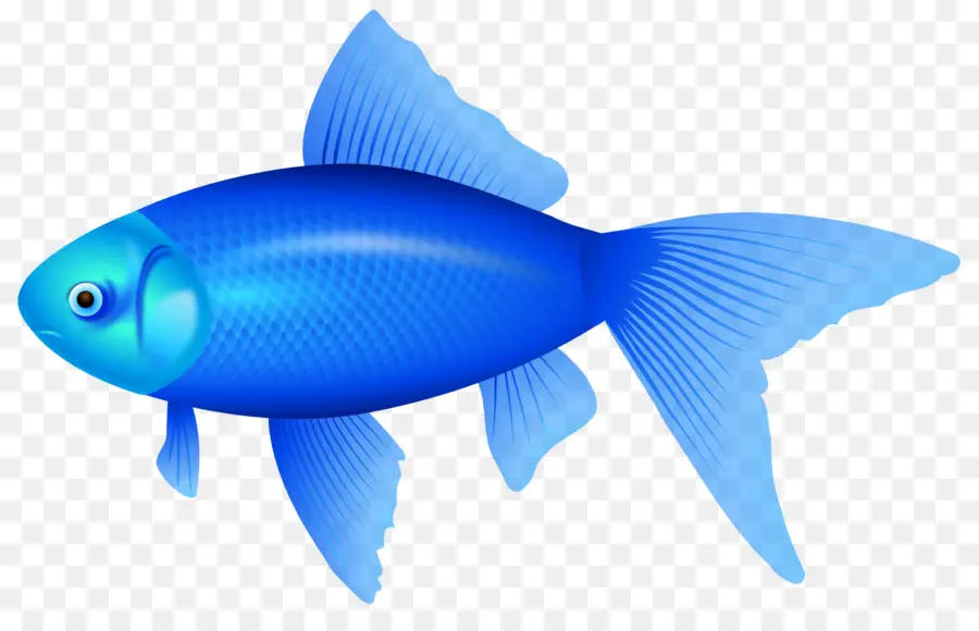 Peixe，Peixe Azul PNG