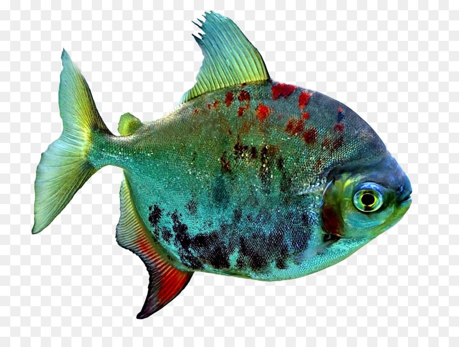 Peixe Colorido，Aquático PNG