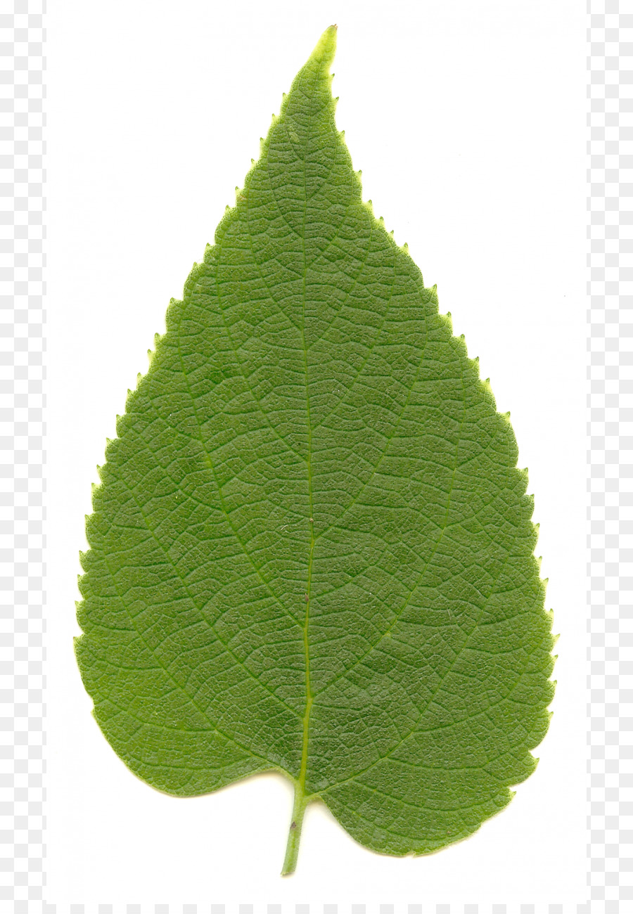 Celtis Ocidental，Celtis Laevigata PNG