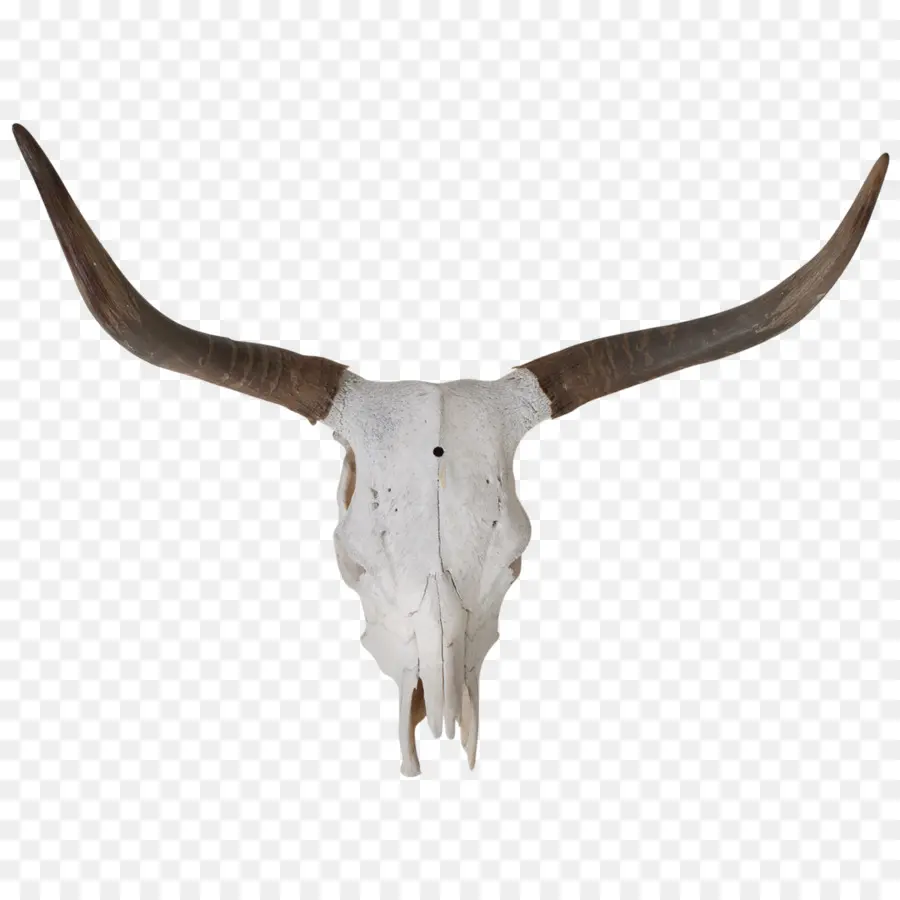 Texas Longhorn，Corno PNG