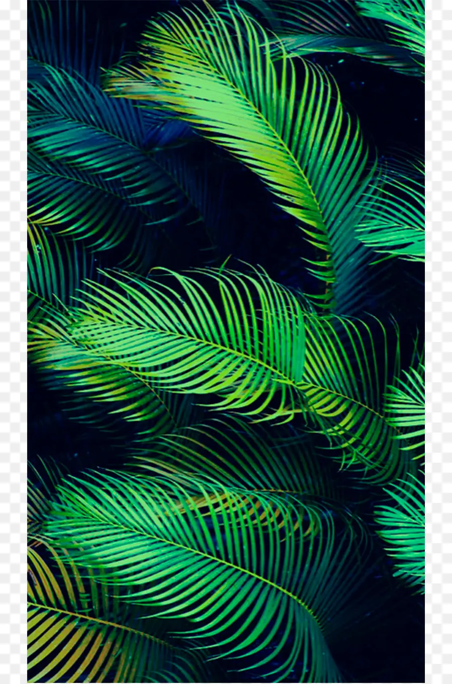 Arecaceae，Folha PNG