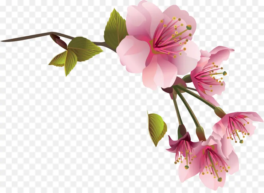 Flor，Primavera PNG