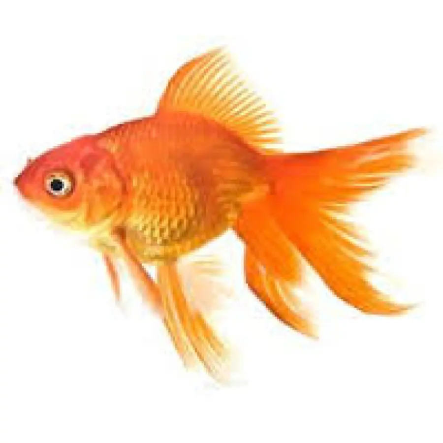 Peixe，Peixinho Dourado PNG