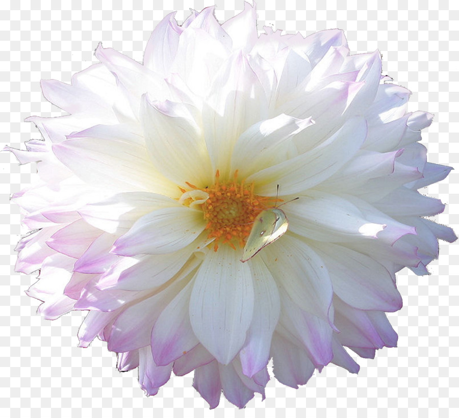 Flor Rosa，Florescer PNG