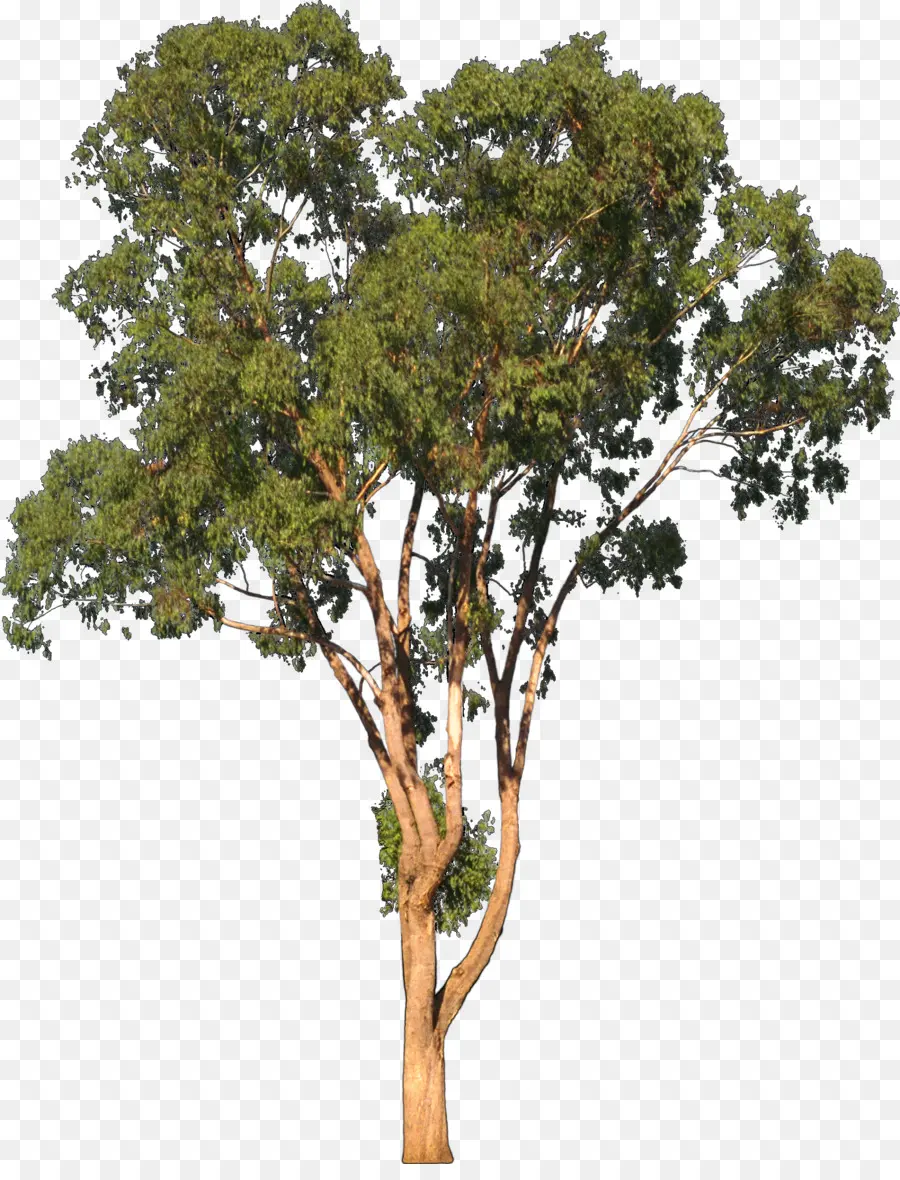 Eucalyptus Camaldulensis，árvore PNG