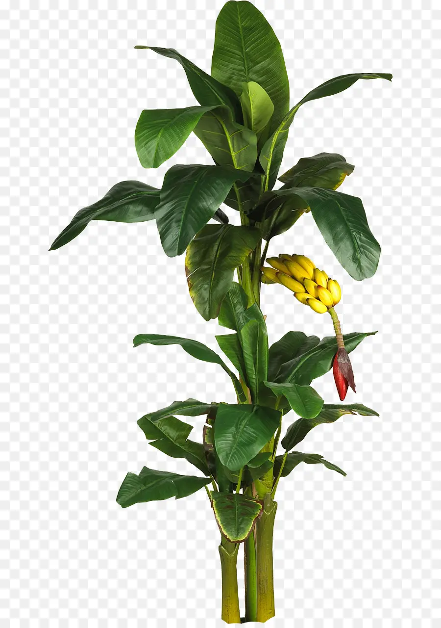 Banana，árvore PNG