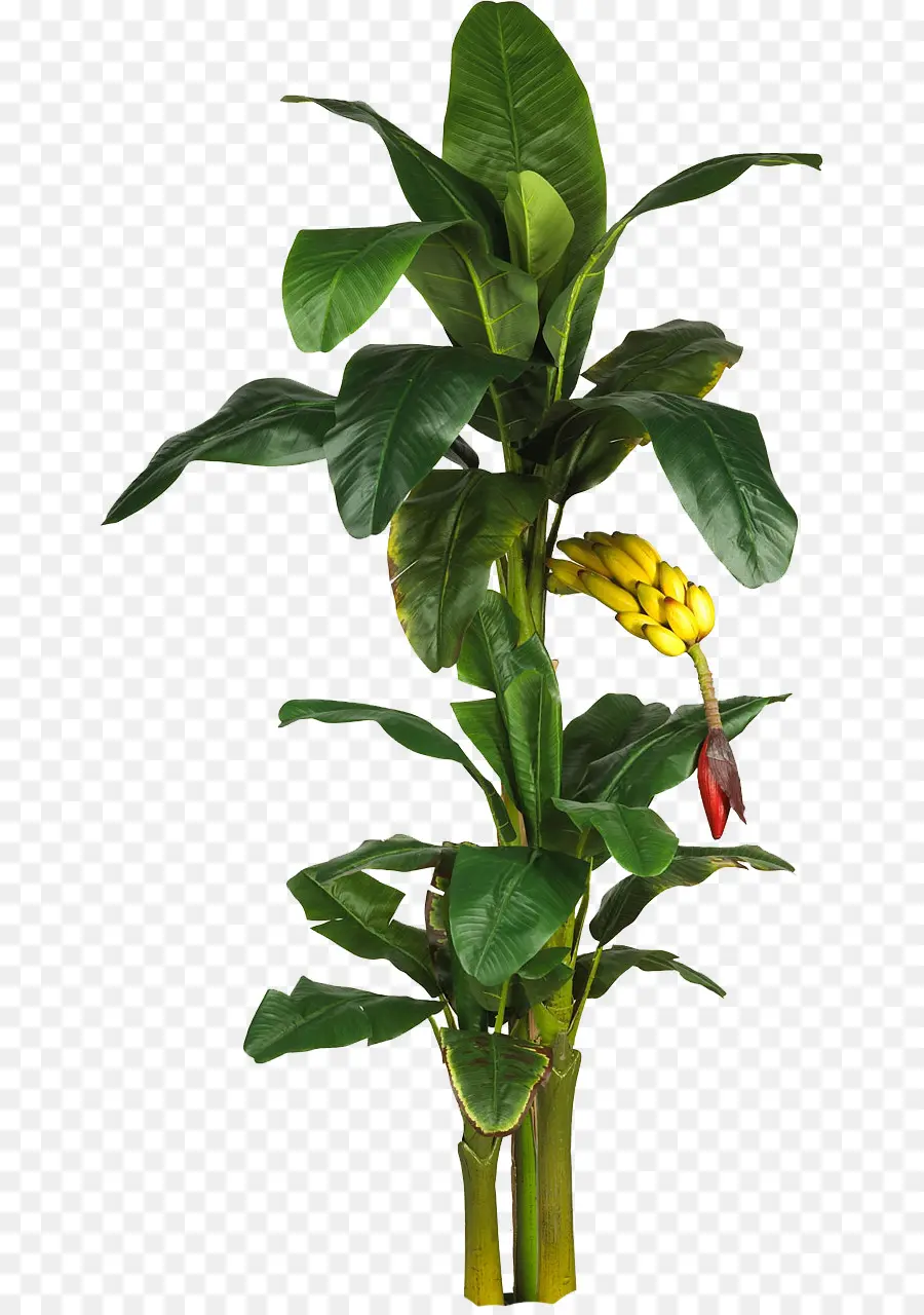 Bananeira，Verde PNG