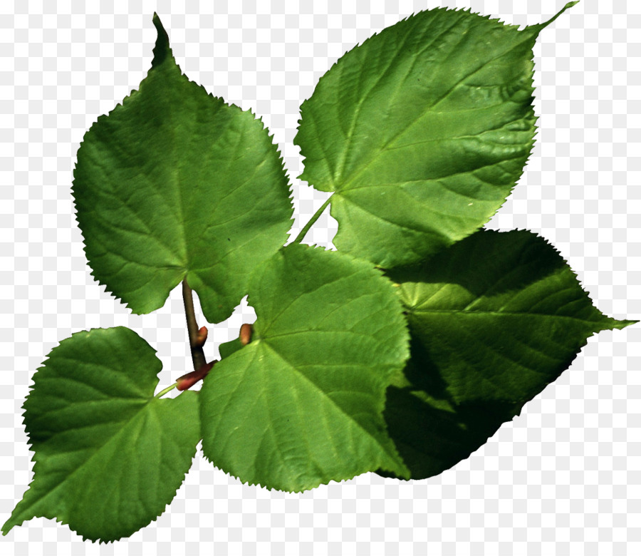 Folhas Verdes，Filial PNG