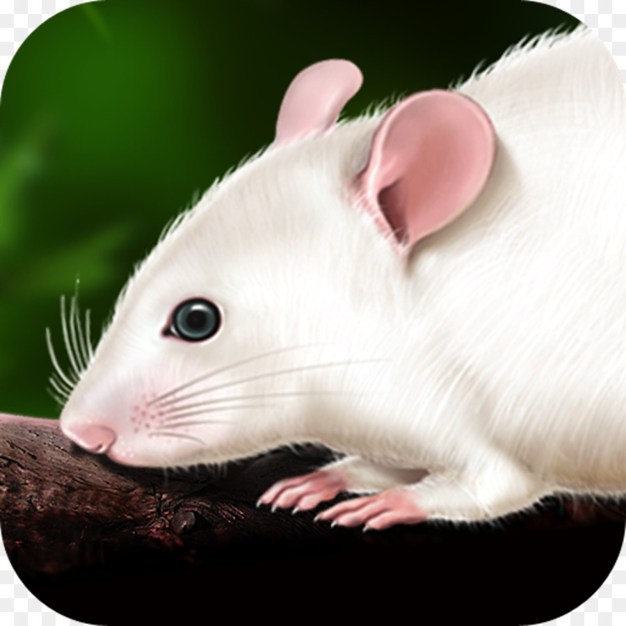 Rat，Murids PNG