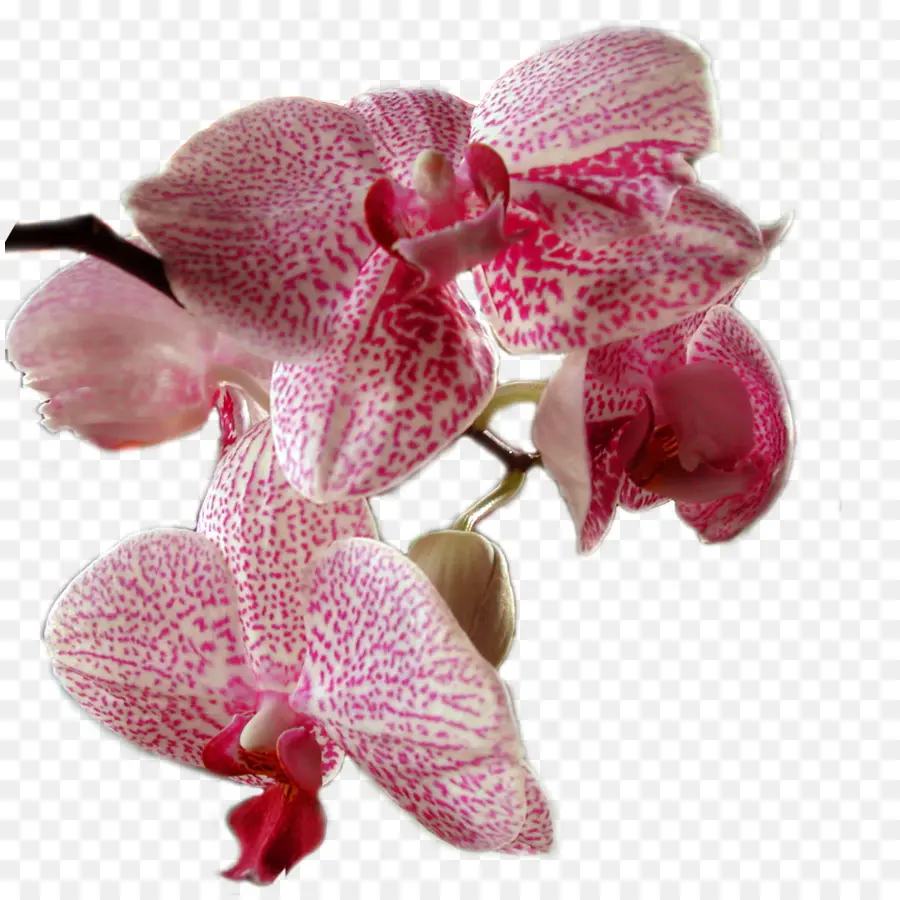 Orquídeas Brancas，Pétalas PNG