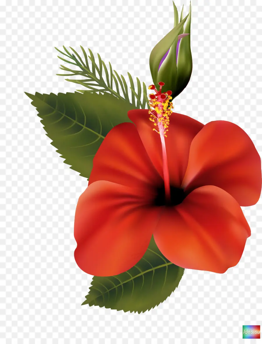 Hibisco Vermelho，Folhas Verdes PNG