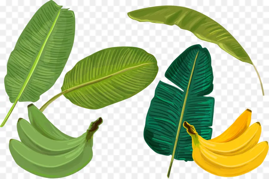 Folha De Bananeira，Banana PNG