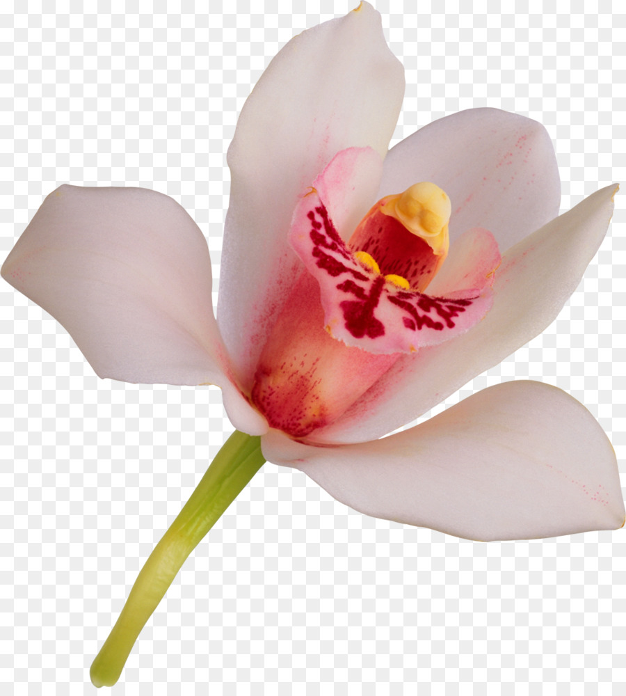 Orquídea Rosa，Florescer PNG