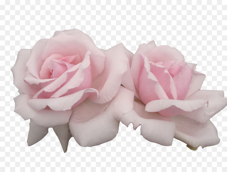 Flor, Pastel, Flores Cor De Rosa png transparente grátis