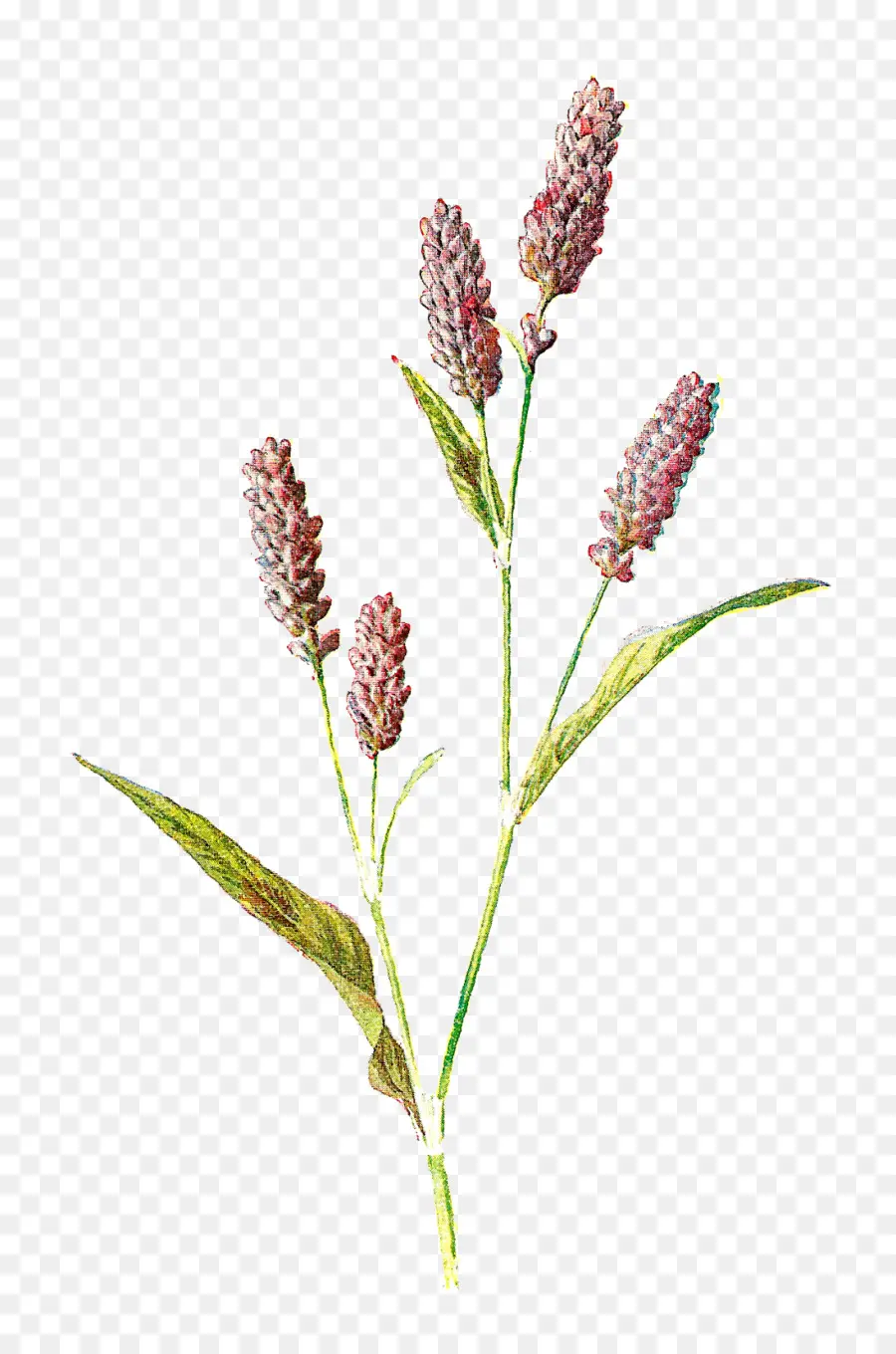 Plantar，Botânico PNG