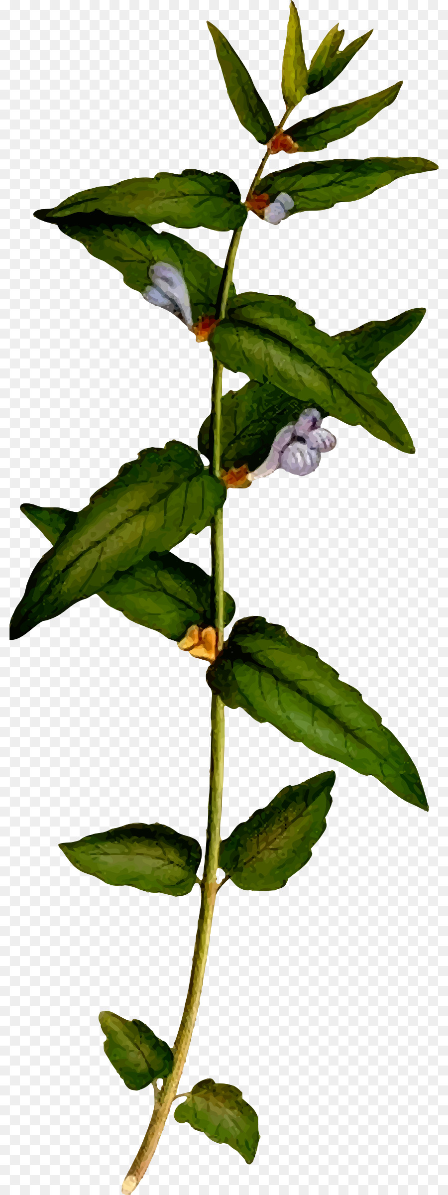 Planta Verde，Erva PNG