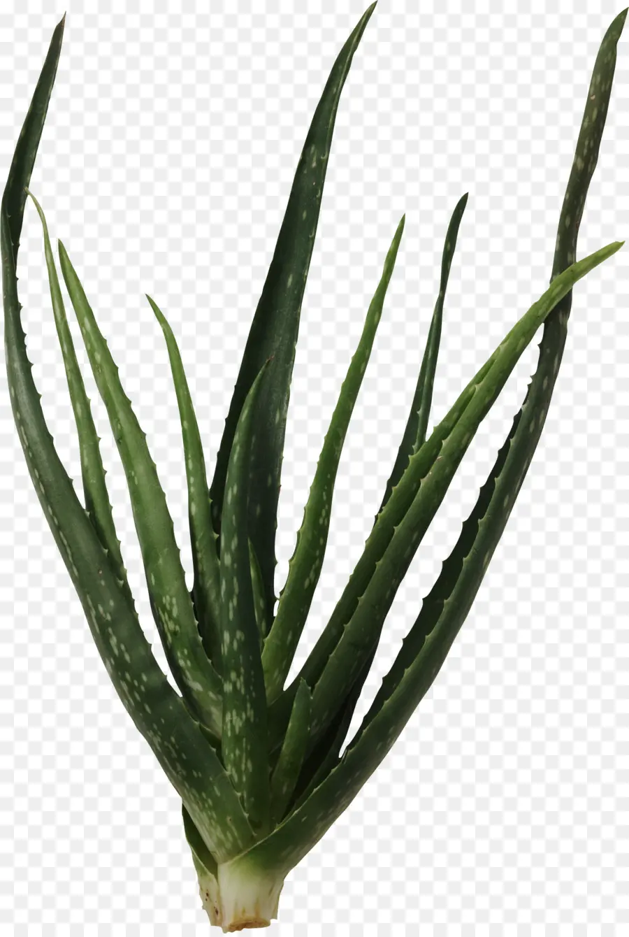 Planta De Aloe Vera，Suculenta PNG