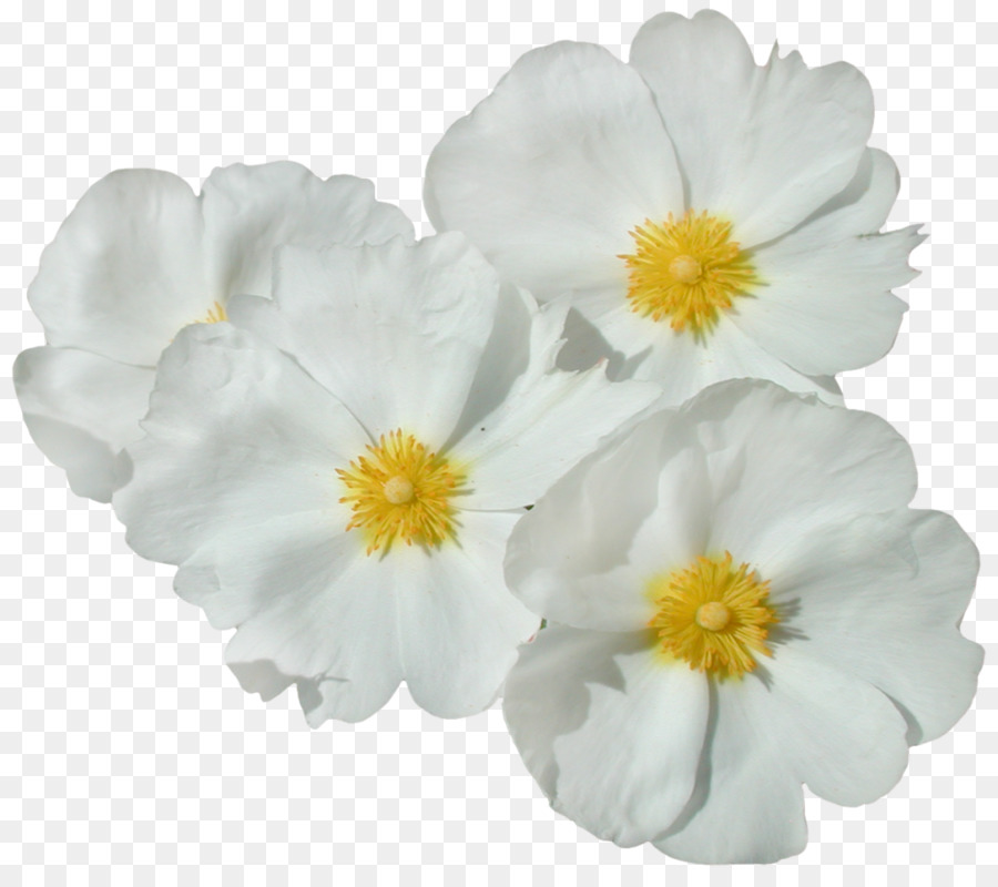 Flores Brancas，Florescer PNG