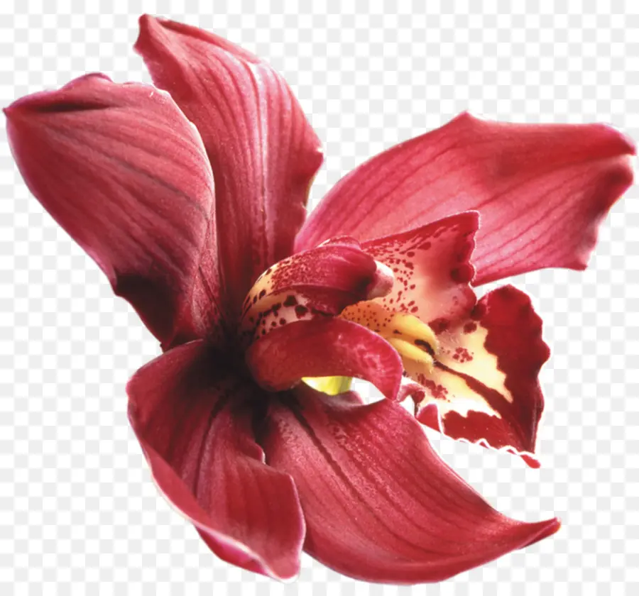 Roxo Orquídeas，Orquídeas PNG