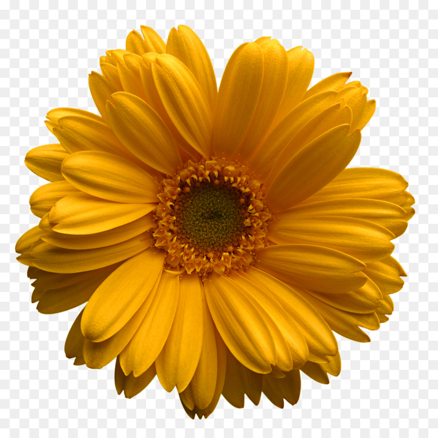 Flor Amarela，Florescer PNG