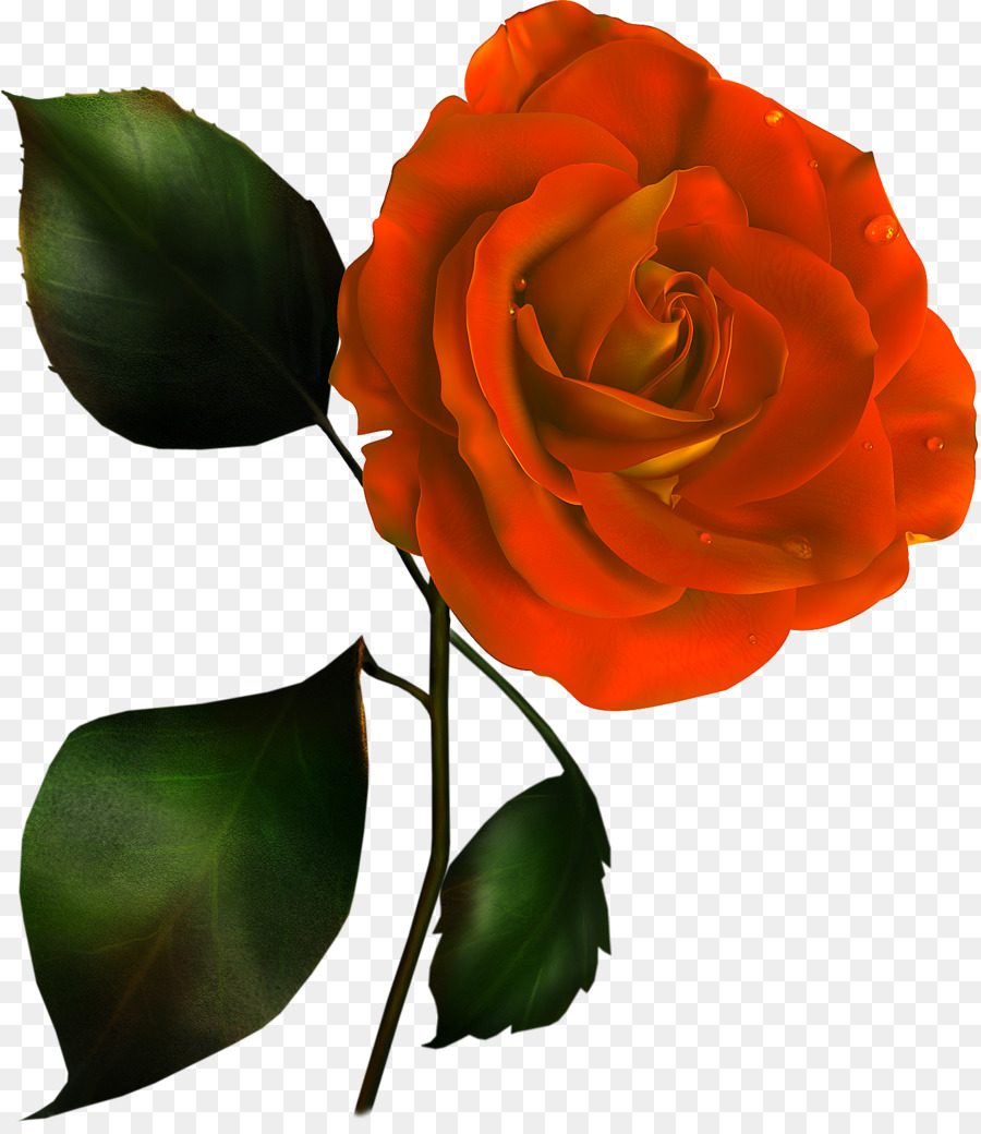 Rosa Pêssego，Florescer PNG