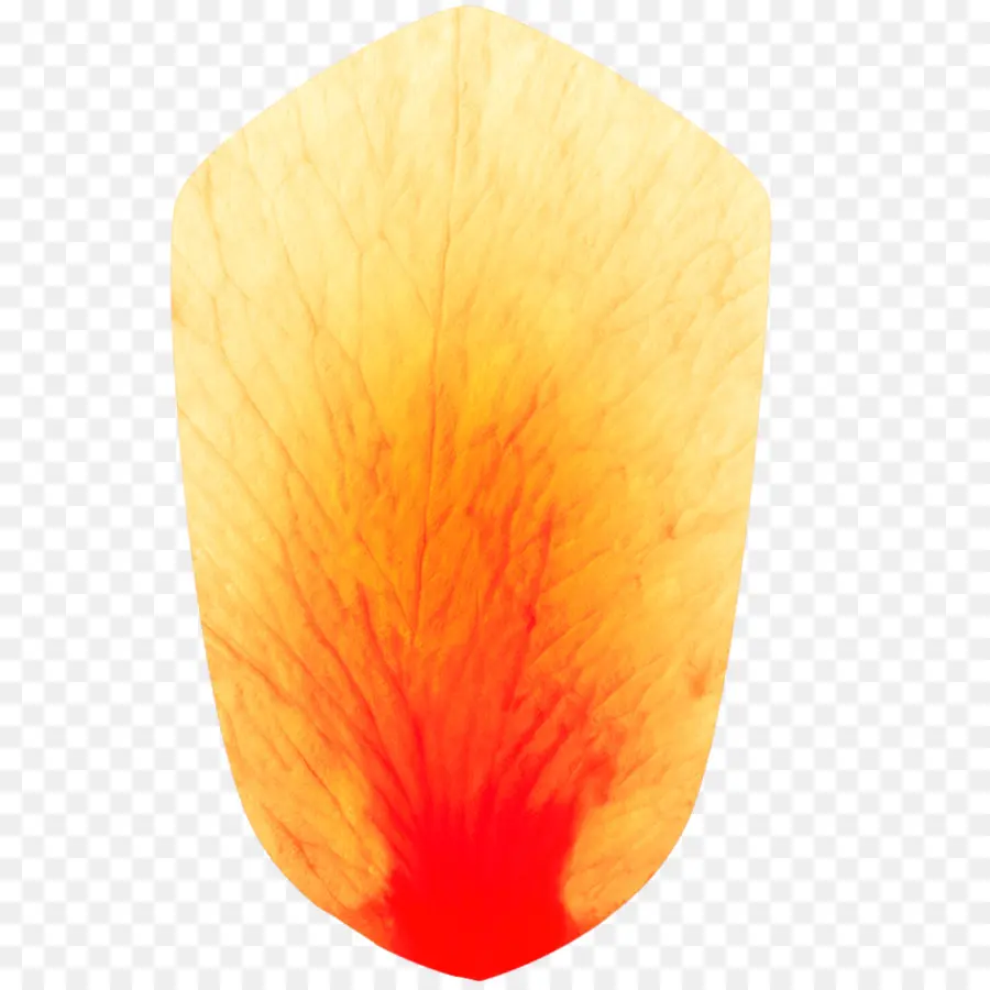 Pétala De Laranja，Flor PNG