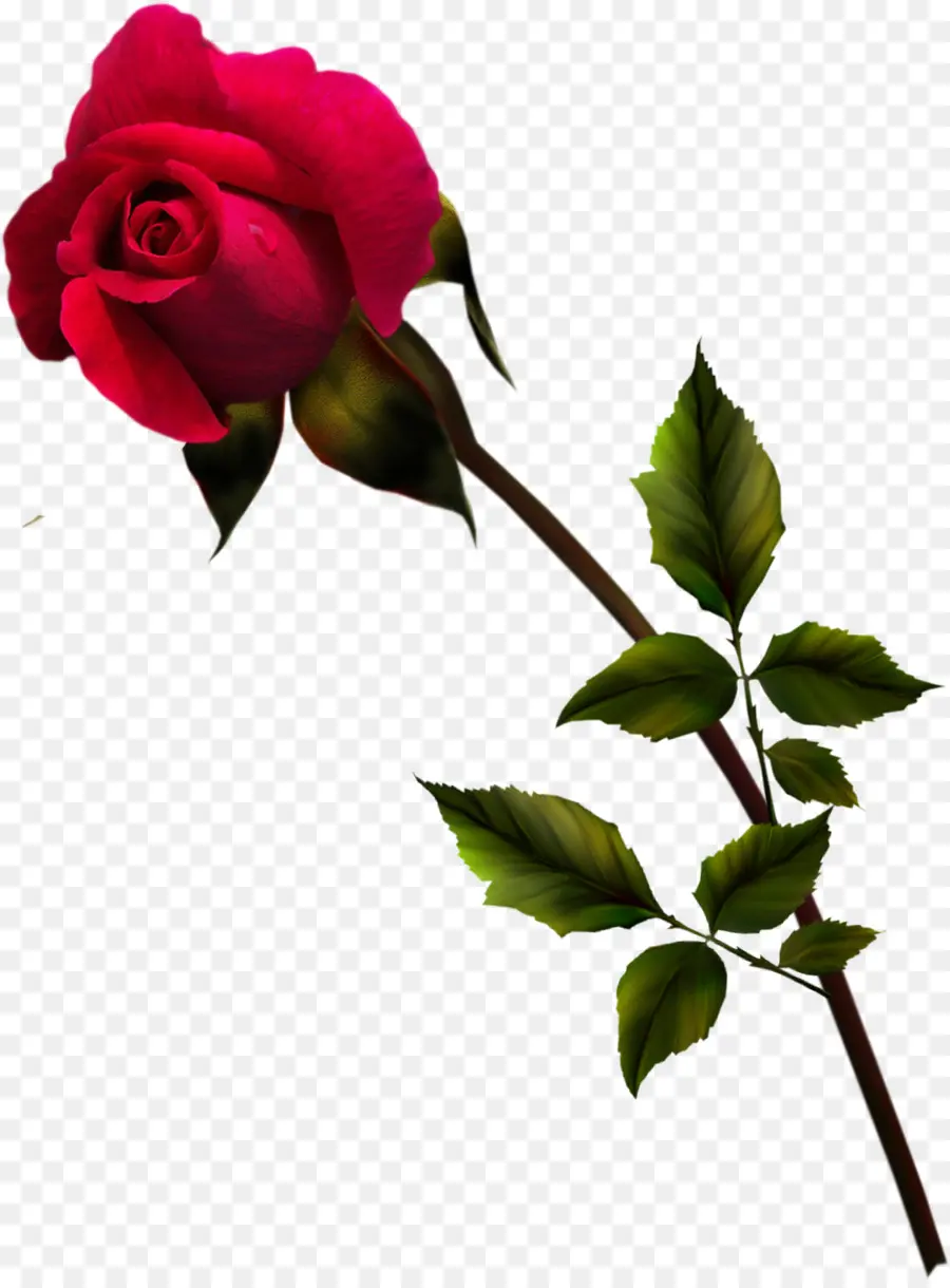 Rosa Gallica，Centifolia Rosas PNG